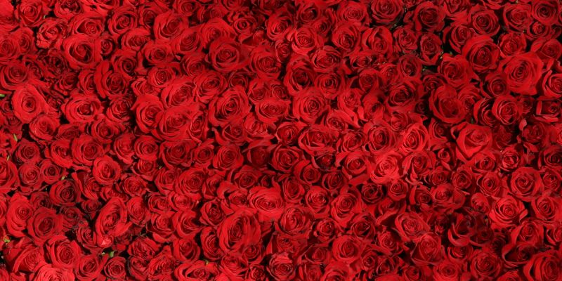 San Valentino: perché si festeggia questa ricorrenza?