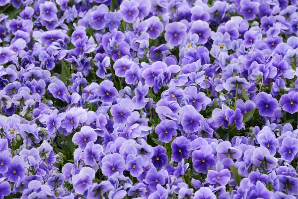 Il colore viola associato alla lotta per i diritti femminili ecco i motivi