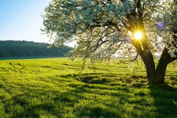 Primavera storia, miti e leggende sulla stagione della rinascita