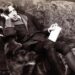 Oscar Wilde