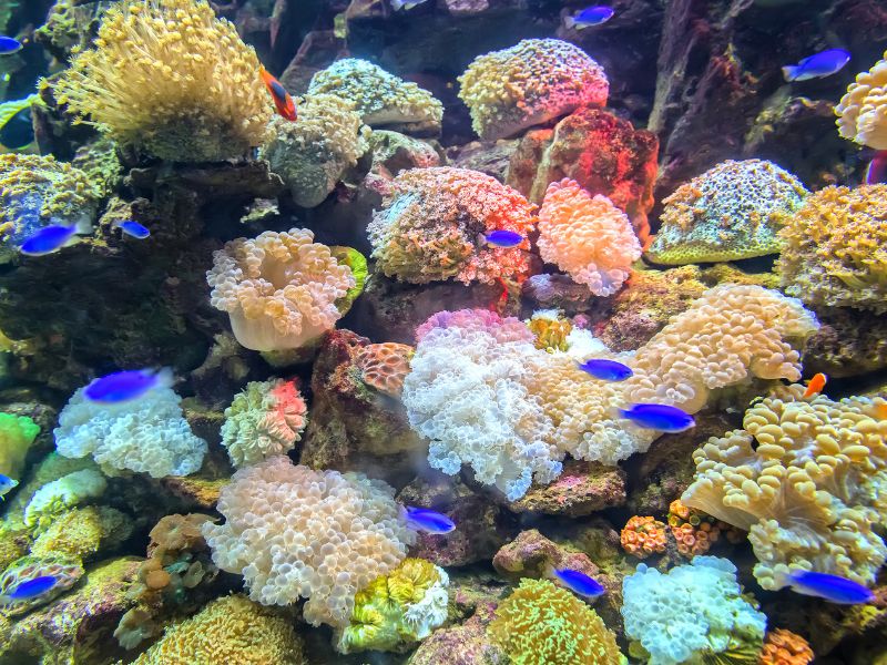 L’arte in soccorso dei coralli dei Caraibi