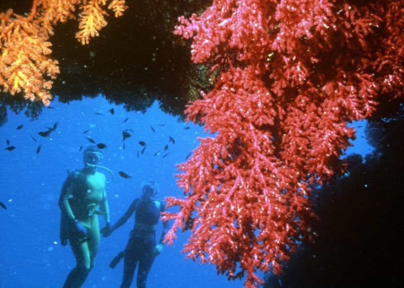 L’arte in soccorso dei coralli dei Caraibi